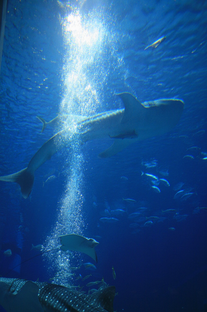 海遊館