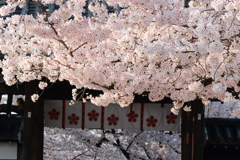 道明寺天満宮の桜