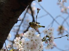 桜とメジロ