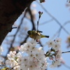 桜とメジロ