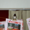 ツバメ