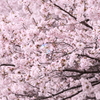 背割堤の桜とシャボン玉３つ