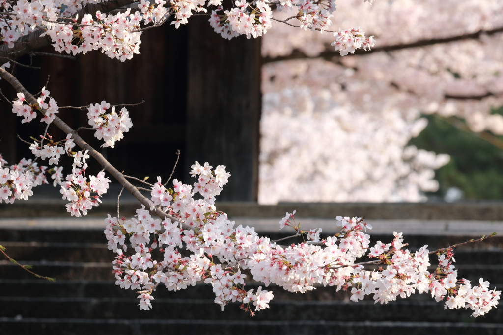 道明寺天満宮の桜