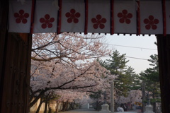 道明寺天満宮の桜