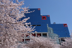 扇町公園の桜