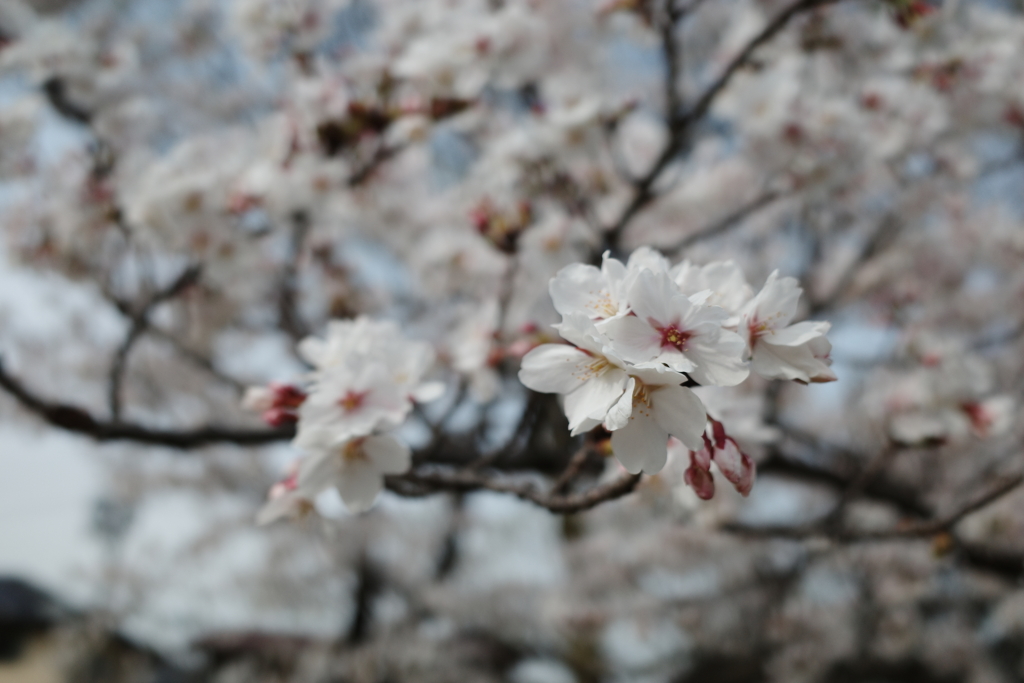 桜