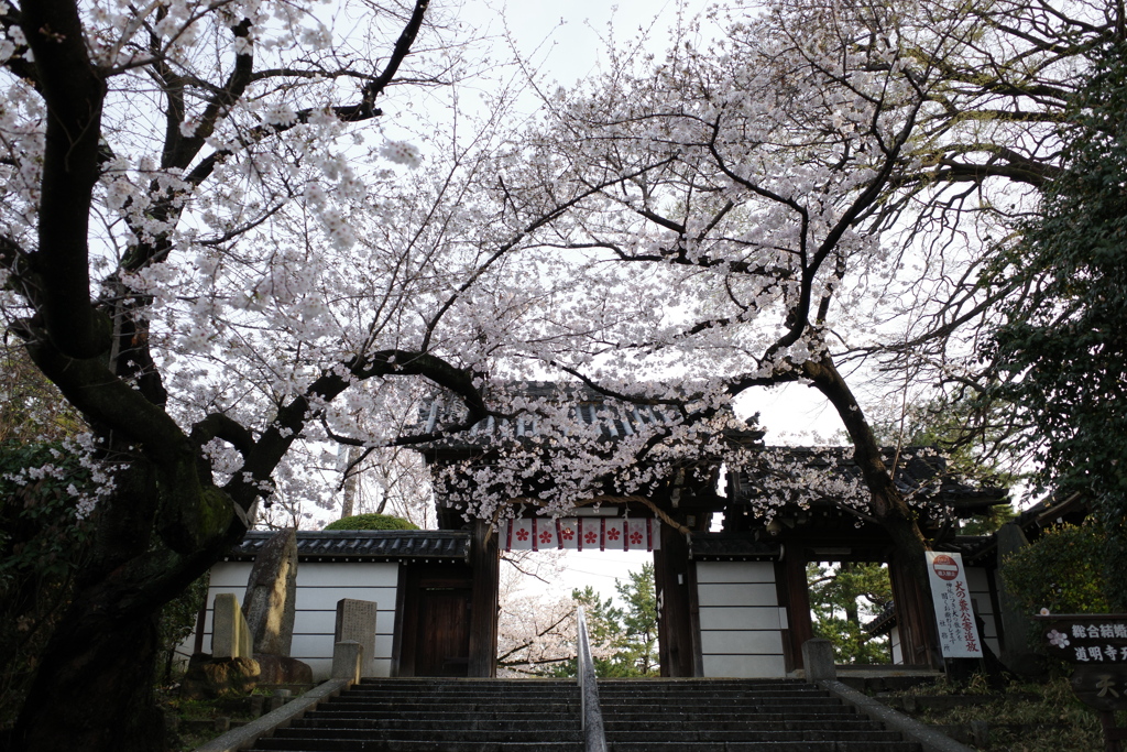 道明寺天満宮の桜