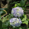 紫陽花