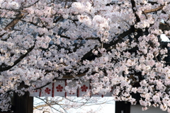 道明寺天満宮の桜