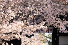 道明寺天満宮の桜