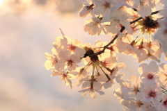 朝焼けの道明寺天満宮の桜