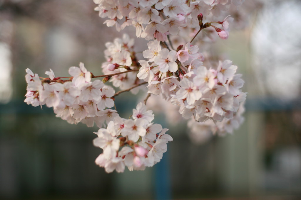 暮れなずむ桜