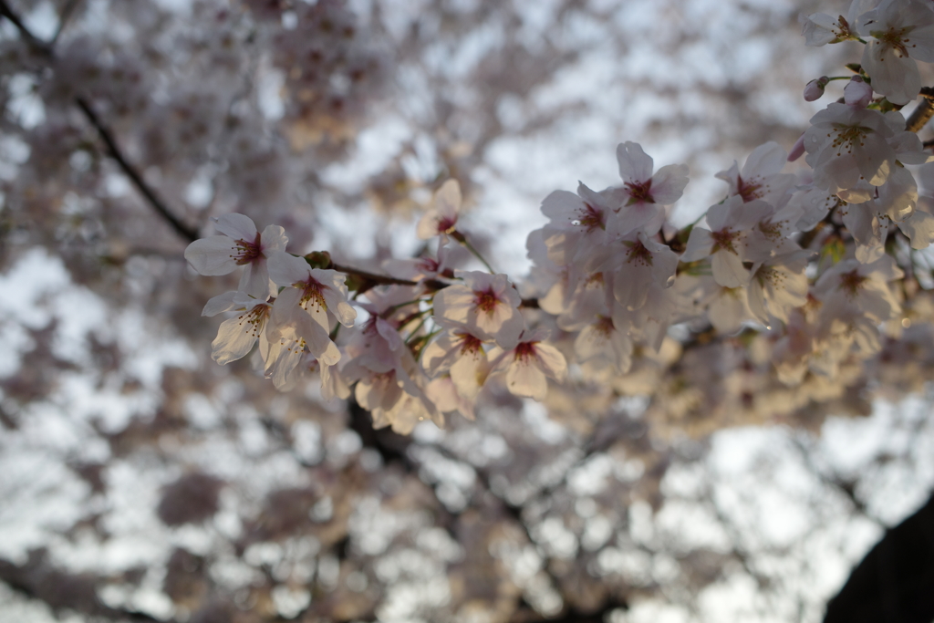 道明寺天満宮の桜