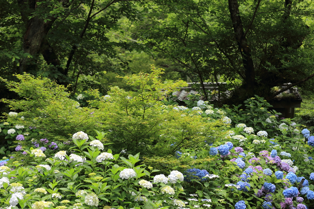 紫陽花