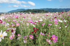 藤原宮跡