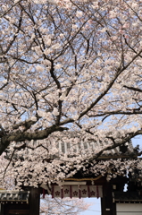 道明寺天満宮