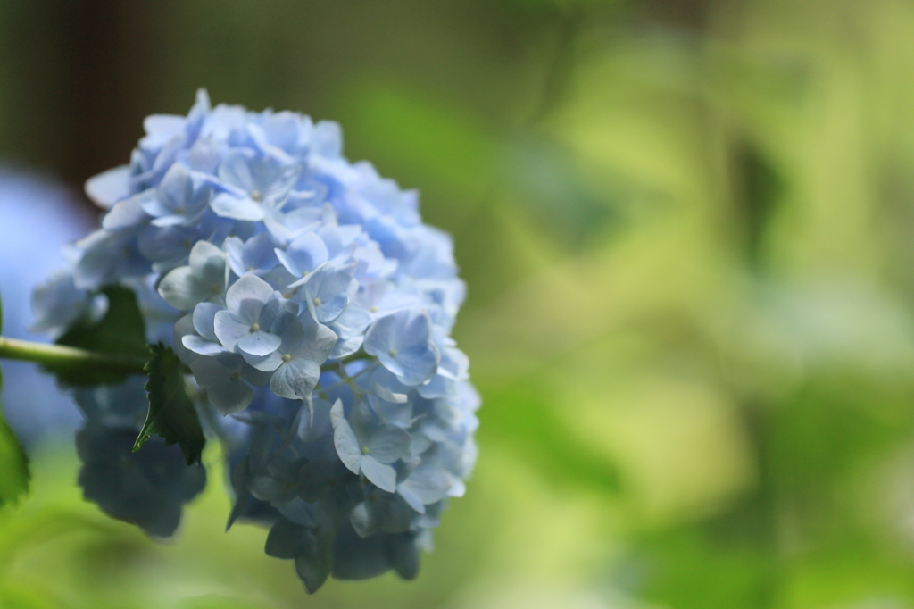紫陽花