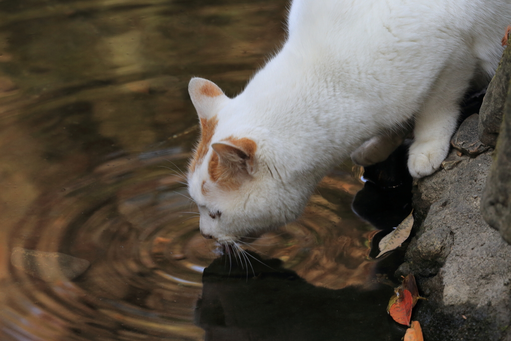 山田池公園の猫