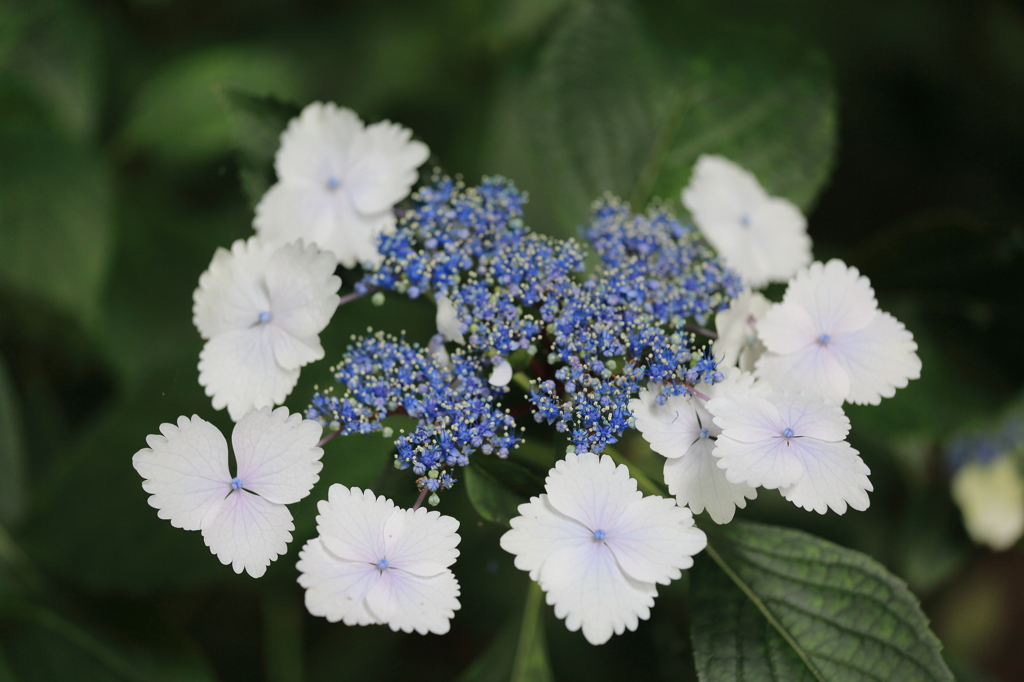 紫陽花
