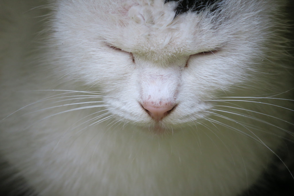 好古園の猫