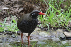 ヤンバルクイナ