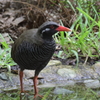 ヤンバルクイナ
