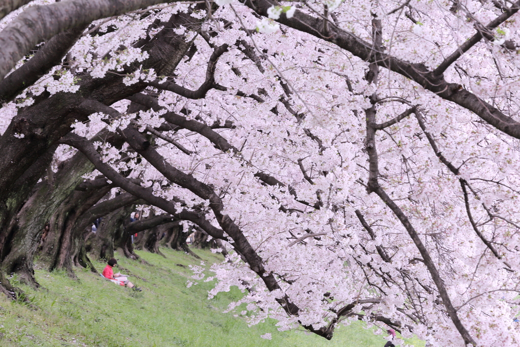背割堤の桜
