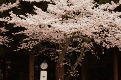 能勢妙見山の桜