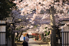 道明寺天満宮の桜