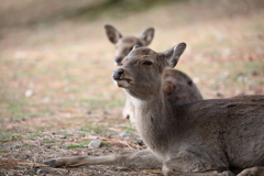 奈良公園