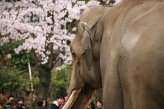 桜と象