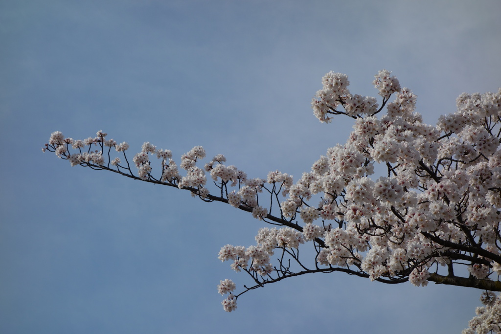 桜