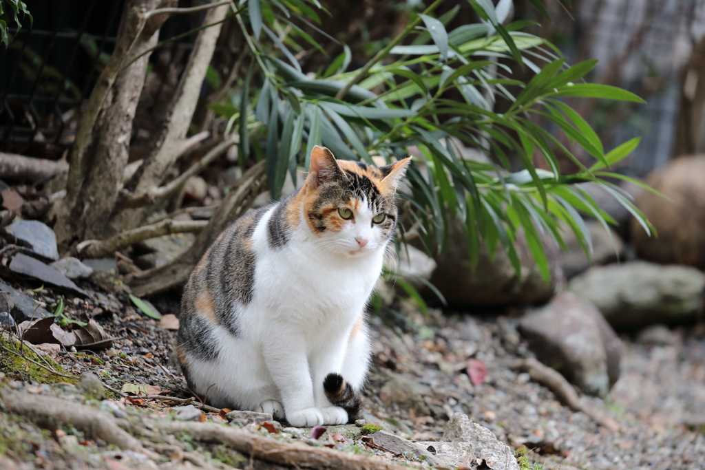 奈良公園