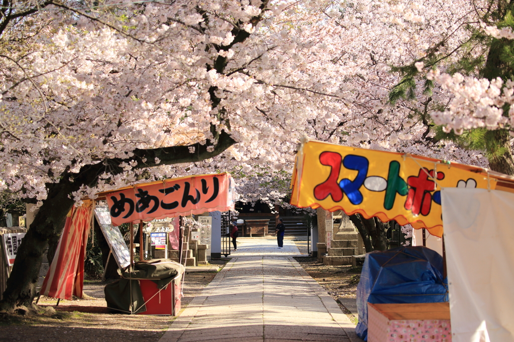 道明寺天満宮の桜