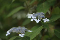 紫陽花