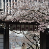 道明寺天満宮