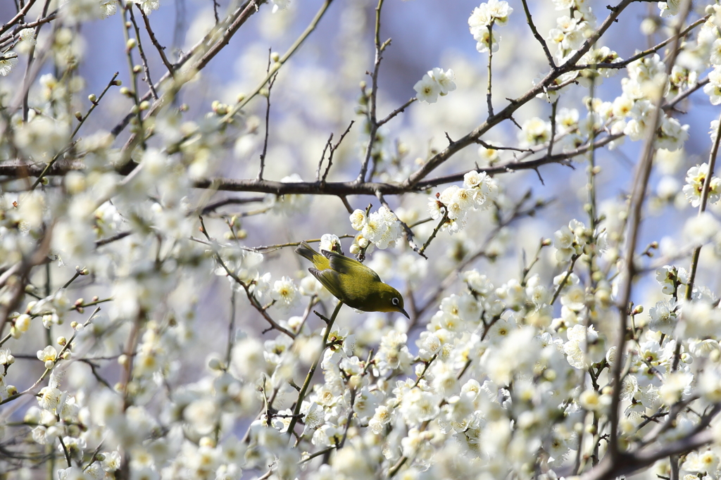 梅の花とメジロ