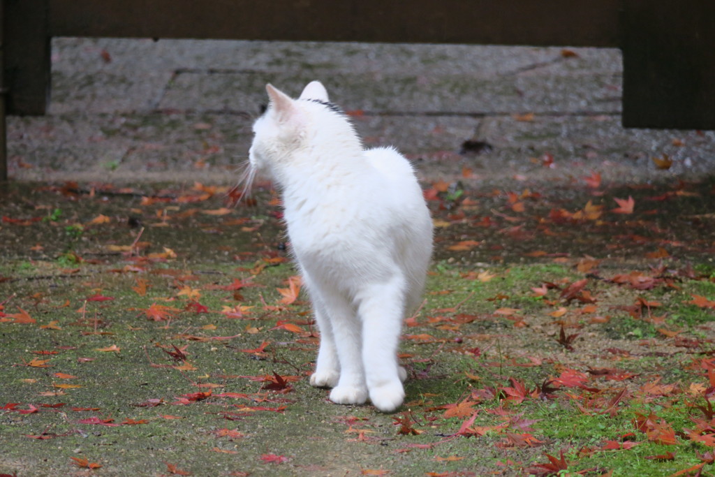 好古園の猫
