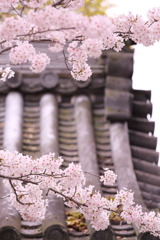 道明寺天満宮の桜