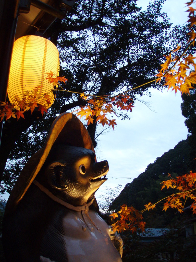 狸
