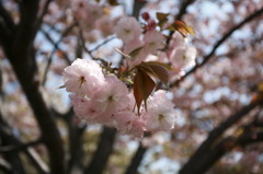 造幣局の桜