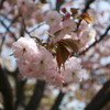 造幣局の桜