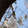 桜とメジロ
