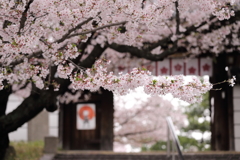 道明寺天満宮の桜