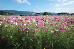 藤原宮跡