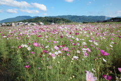 藤原宮跡