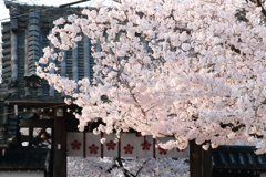 道明寺天満宮の桜