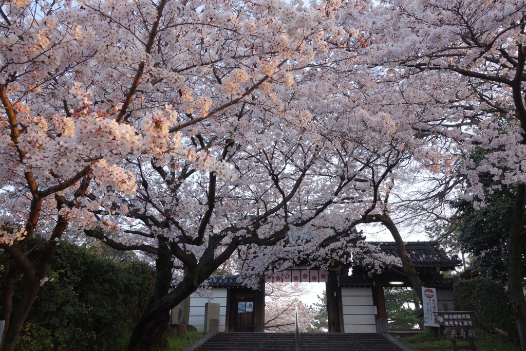 道明寺天満宮の桜