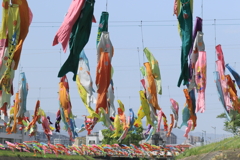 鯉のぼり