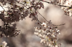 道明寺天満宮の桜